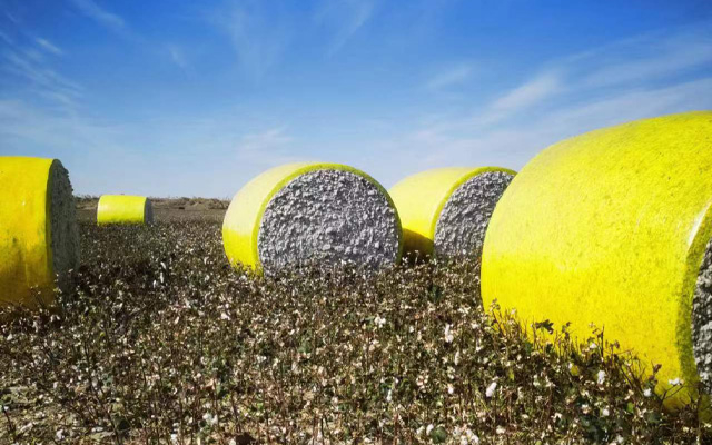 Film de coton sur terrain